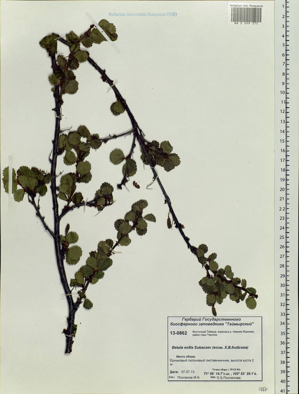 Betula glandulosa Michx., Siberia, Central Siberia (S3) (Russia)