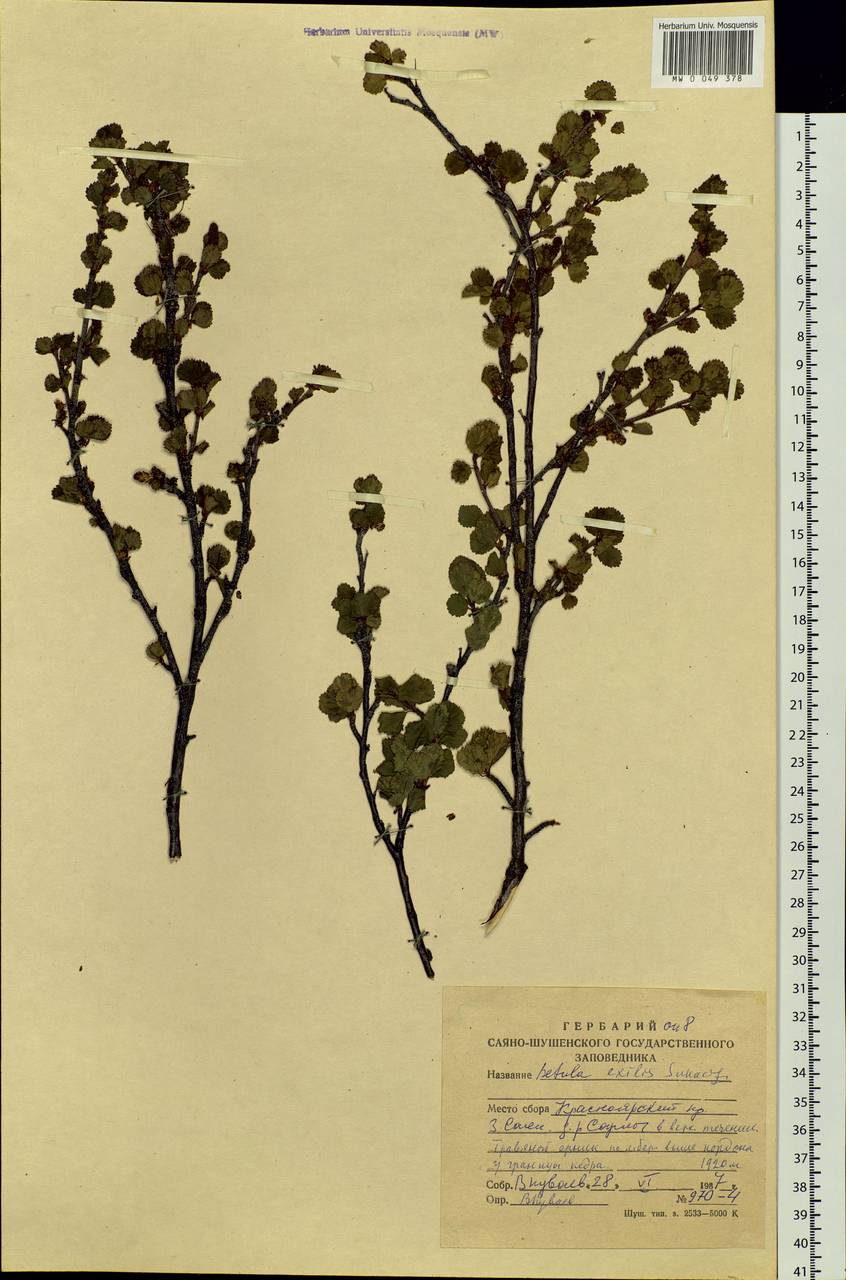 Betula glandulosa Michx., Siberia, Altai & Sayany Mountains (S2) (Russia)