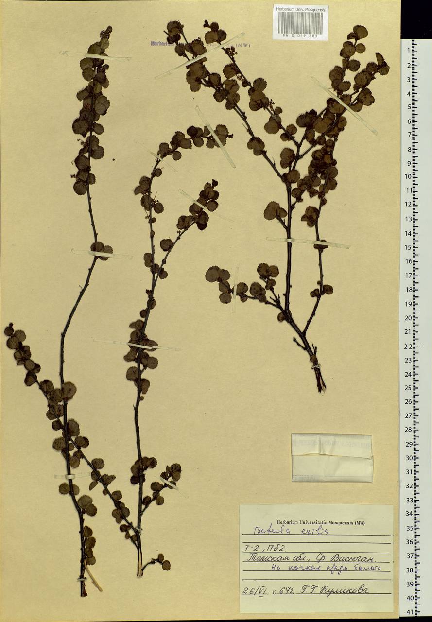 Betula glandulosa Michx., Siberia, Western Siberia (S1) (Russia)