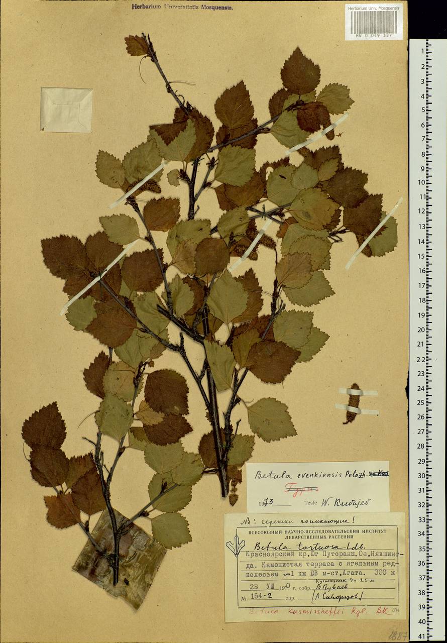 Betula fruticosa Pall., Siberia, Central Siberia (S3) (Russia)