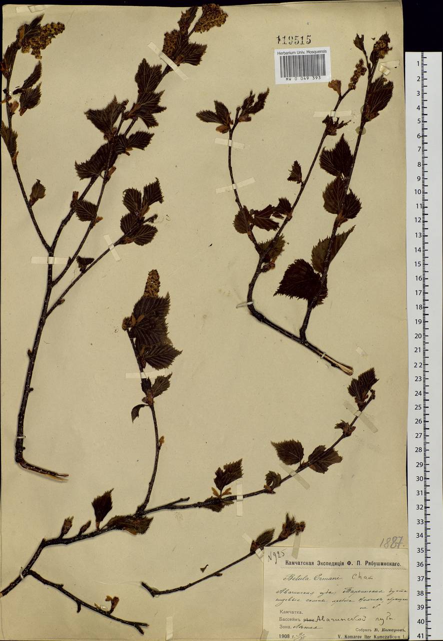 Betula ermanii Cham., Siberia, Chukotka & Kamchatka (S7) (Russia)