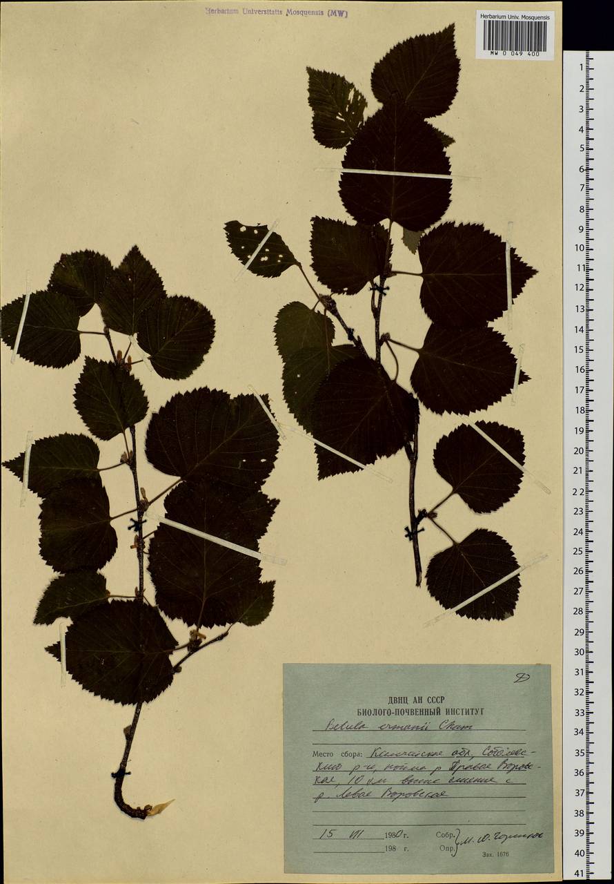 Betula ermanii Cham., Siberia, Chukotka & Kamchatka (S7) (Russia)