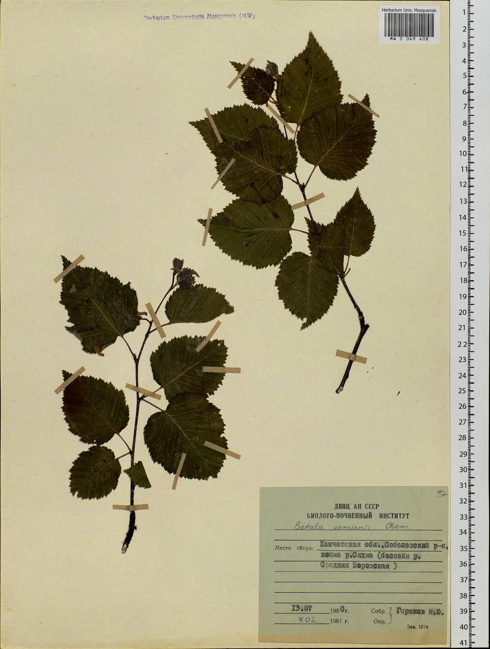 Betula ermanii Cham., Siberia, Chukotka & Kamchatka (S7) (Russia)