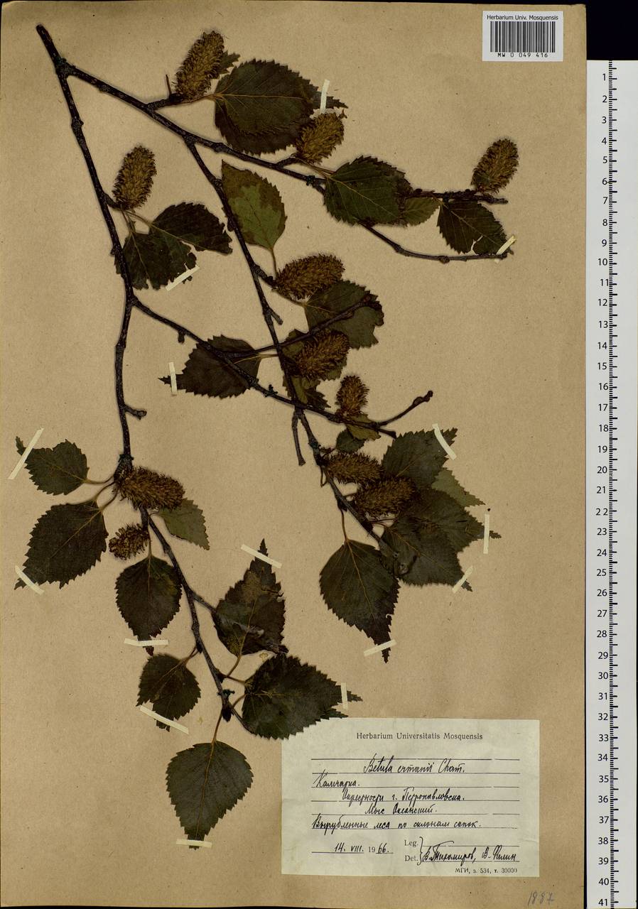 Betula ermanii Cham., Siberia, Chukotka & Kamchatka (S7) (Russia)