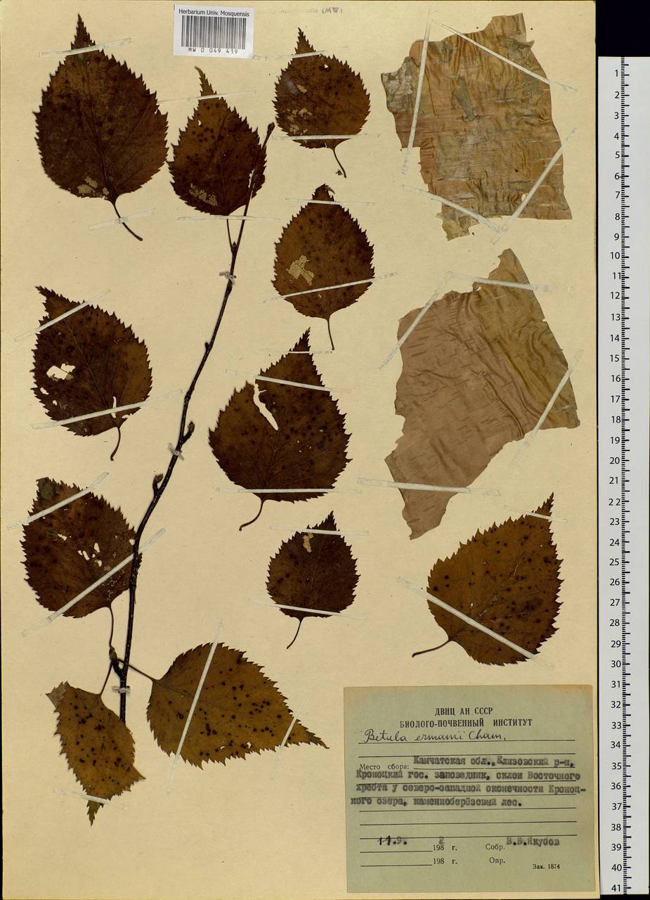 Betula ermanii Cham., Siberia, Chukotka & Kamchatka (S7) (Russia)