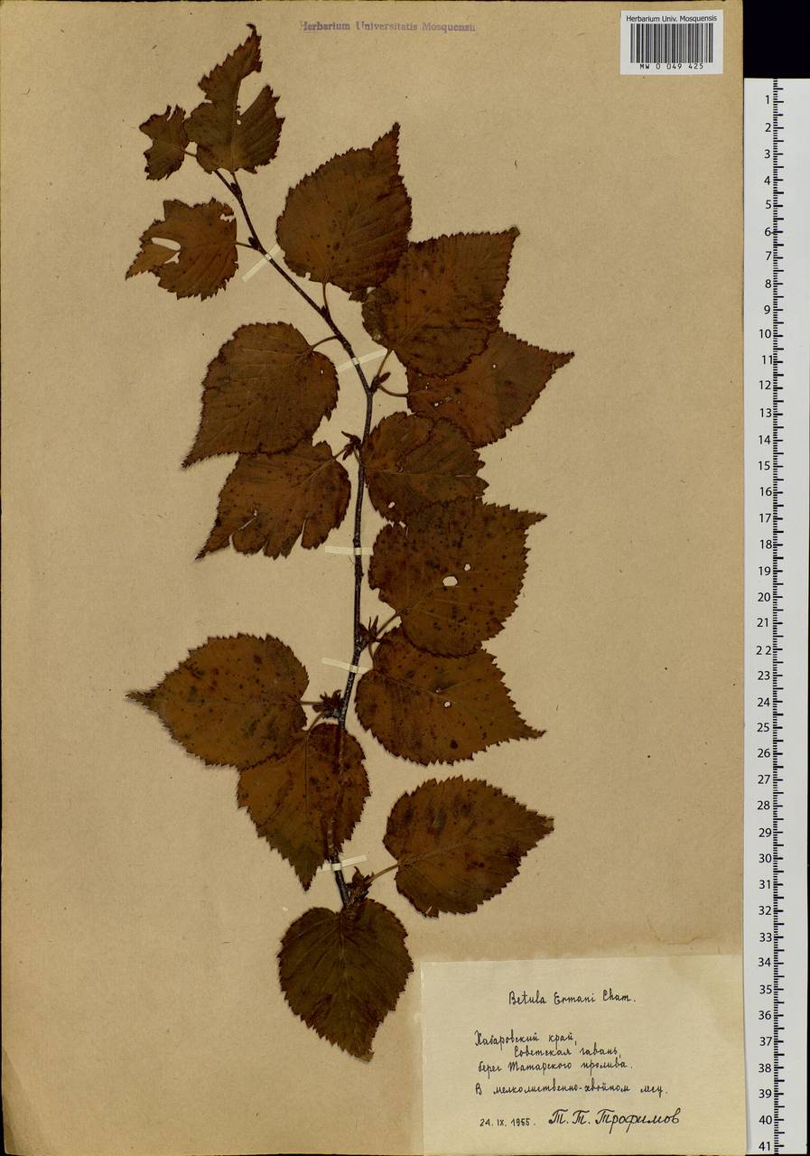 Betula ermanii Cham., Siberia, Russian Far East (S6) (Russia)