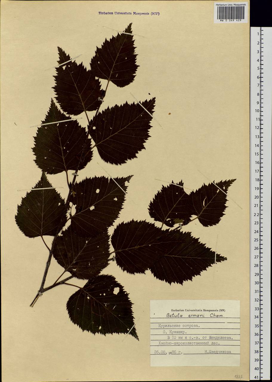 Betula ermanii Cham., Siberia, Russian Far East (S6) (Russia)