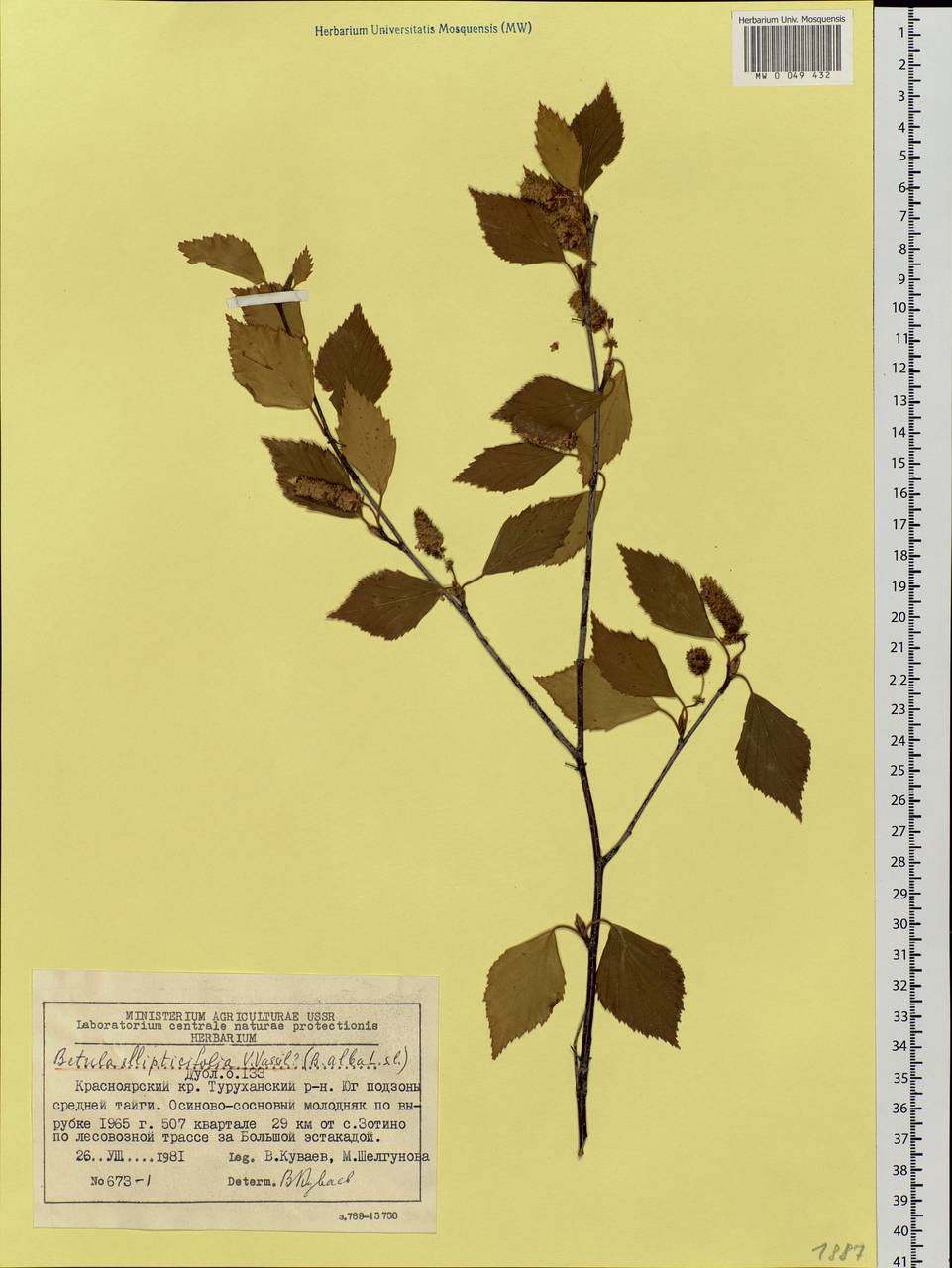 Betula pendula subsp. pendula, Siberia, Central Siberia (S3) (Russia)