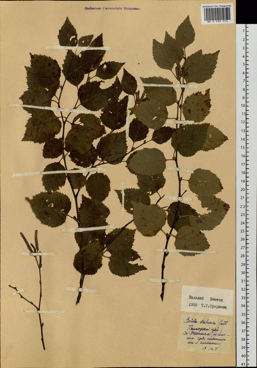 Betula davurica Pall., Siberia, Russian Far East (S6) (Russia)