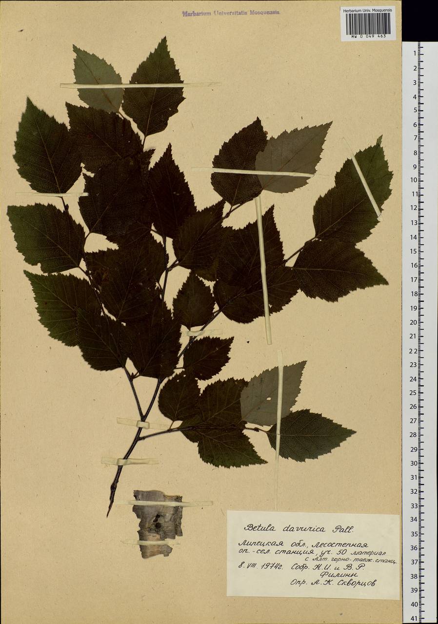 Betula davurica Pall., Botanic gardens and arboreta (GARD) (Russia)
