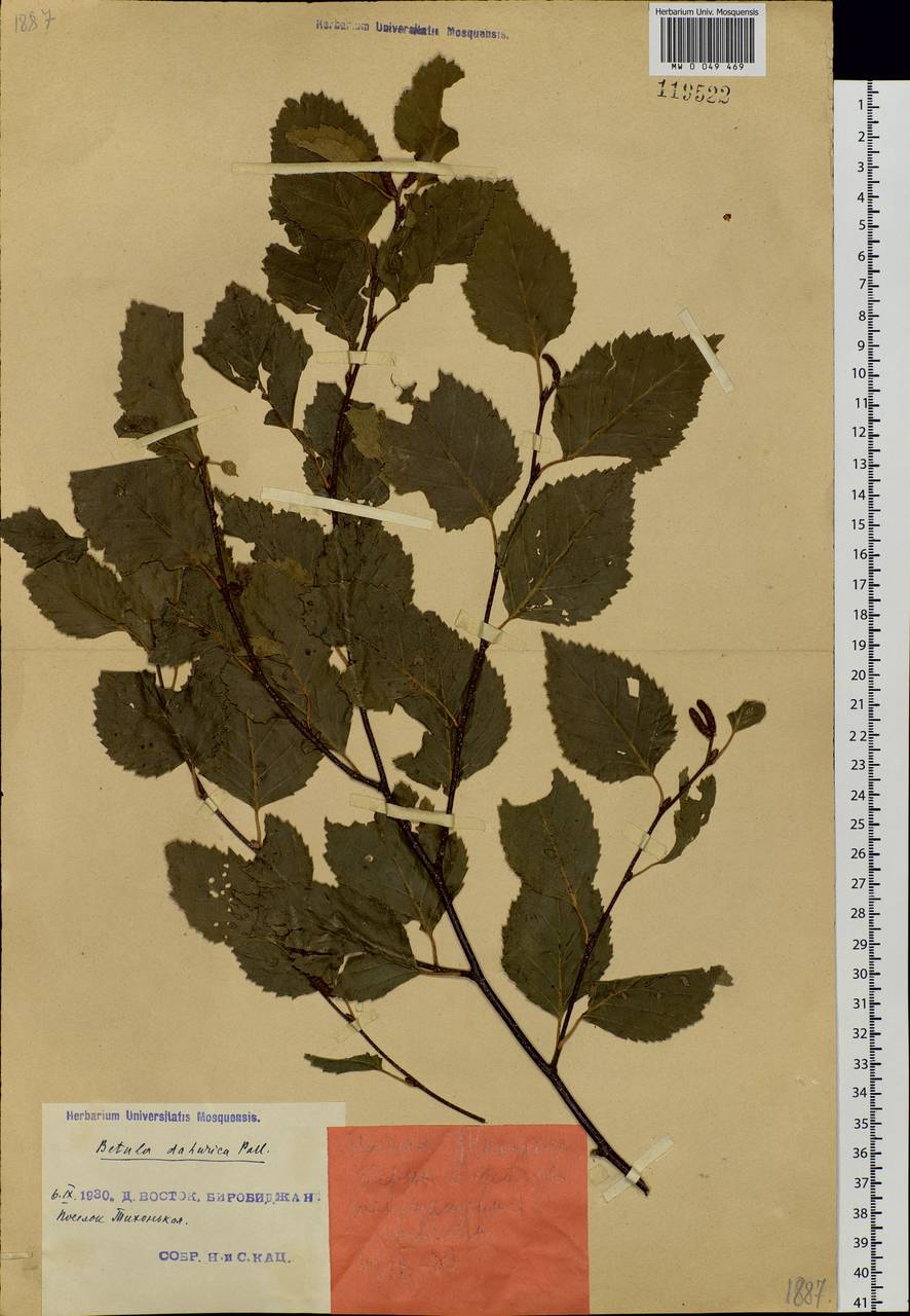 Betula davurica Pall., Siberia, Russian Far East (S6) (Russia)
