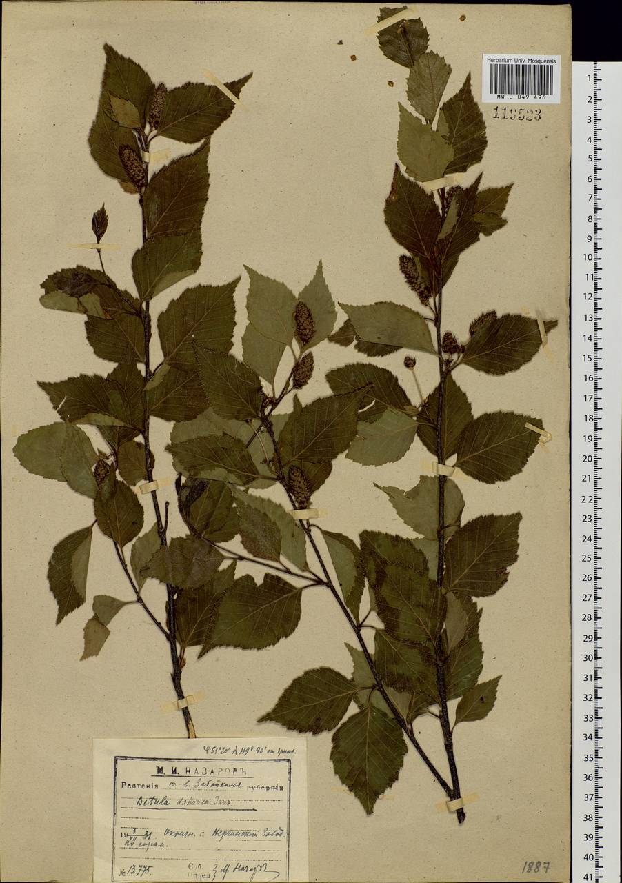 Betula davurica Pall., Siberia, Baikal & Transbaikal region (S4) (Russia)