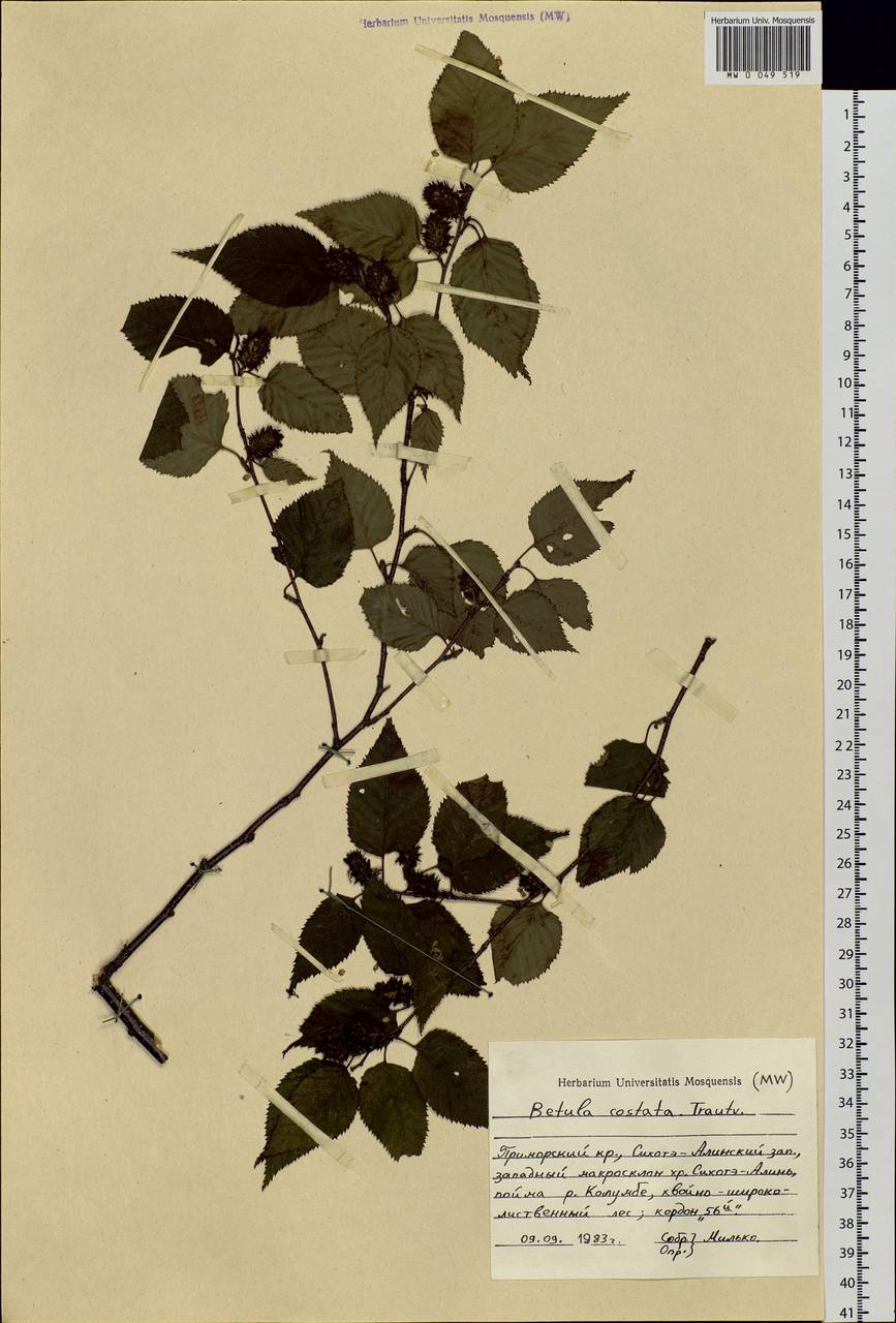 Betula costata Trautv., Siberia, Russian Far East (S6) (Russia)