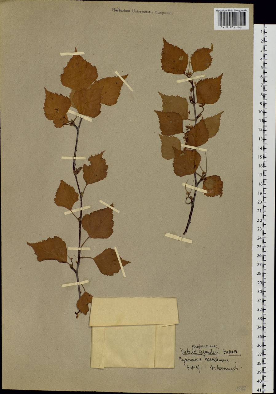 Betula pendula subsp. mandshurica (Regel) Ashburner & McAll., Siberia, Chukotka & Kamchatka (S7) (Russia)