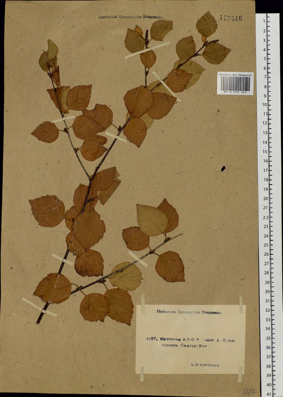 Betula pendula subsp. mandshurica (Regel) Ashburner & McAll., Siberia, Yakutia (S5) (Russia)