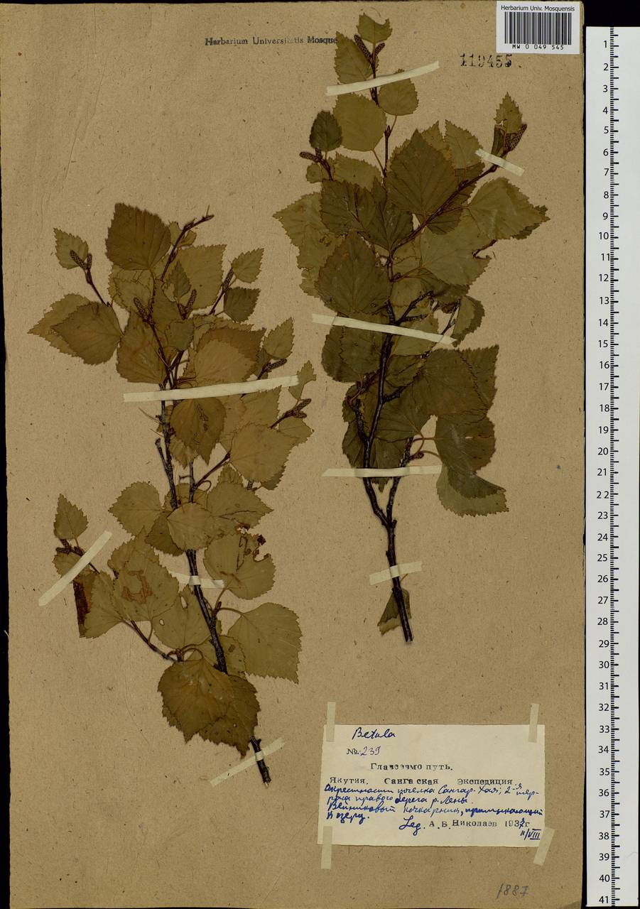 Betula pendula subsp. mandshurica (Regel) Ashburner & McAll., Siberia, Yakutia (S5) (Russia)