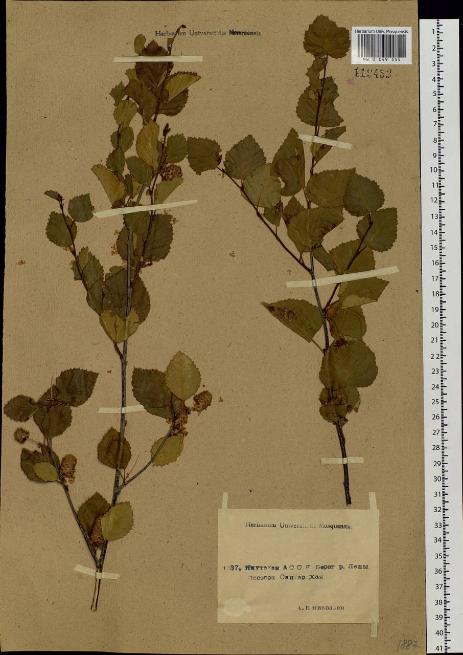 Betula pendula subsp. mandshurica (Regel) Ashburner & McAll., Siberia, Yakutia (S5) (Russia)