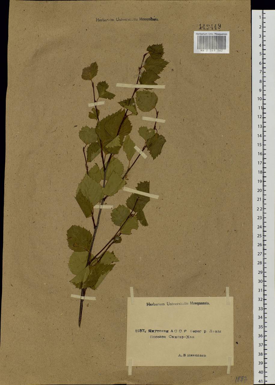 Betula pendula subsp. mandshurica (Regel) Ashburner & McAll., Siberia, Yakutia (S5) (Russia)