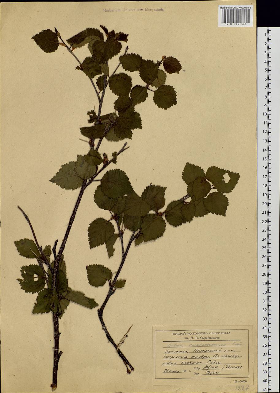 Betula avatshensis Kom., Siberia, Chukotka & Kamchatka (S7) (Russia)
