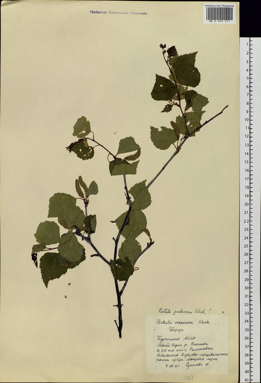 Betula pubescens Ehrh., Siberia, Baikal & Transbaikal region (S4) (Russia)
