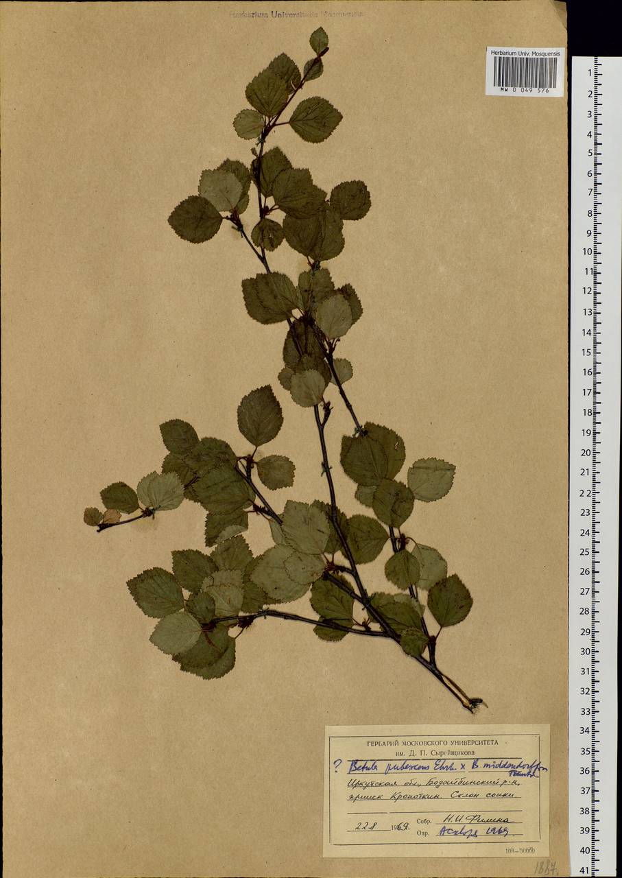 Betula pubescens Ehrh., Siberia, Baikal & Transbaikal region (S4) (Russia)
