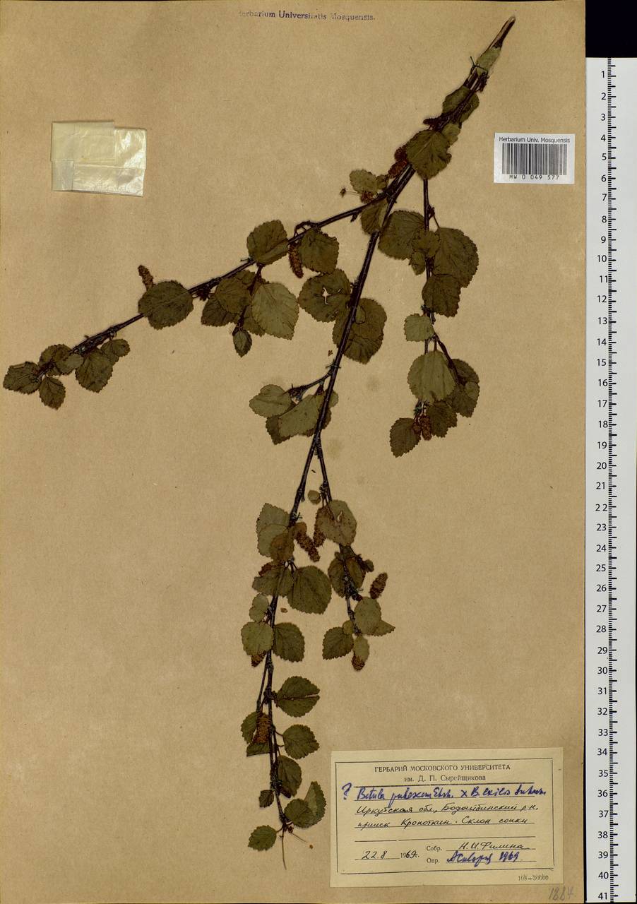 Betula pubescens Ehrh., Siberia, Baikal & Transbaikal region (S4) (Russia)