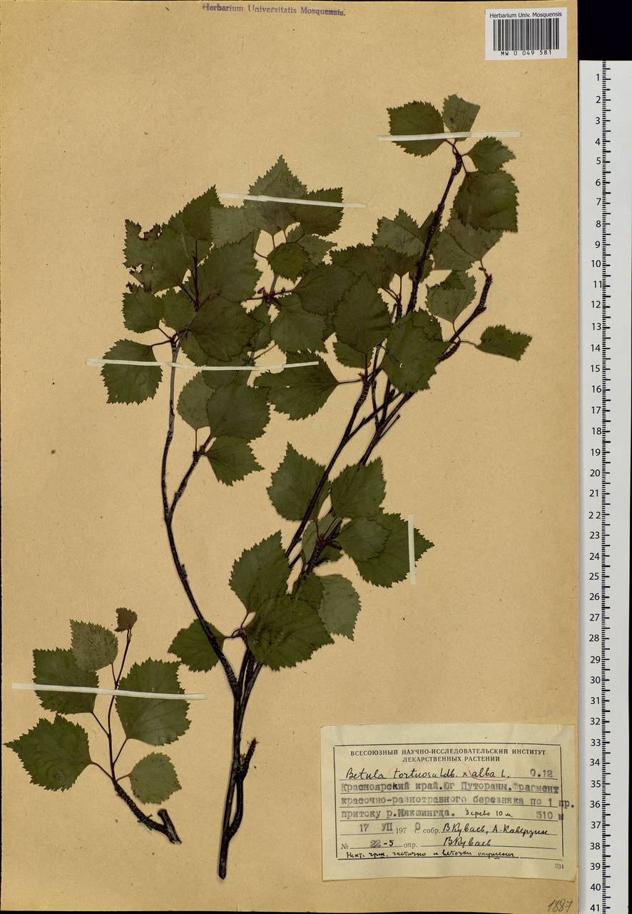 Betula pubescens Ehrh., Siberia, Central Siberia (S3) (Russia)