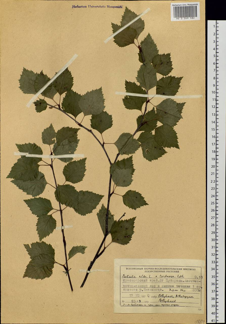 Betula pubescens Ehrh., Siberia, Central Siberia (S3) (Russia)