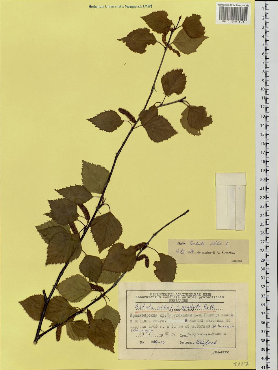Betula pubescens Ehrh., Siberia, Central Siberia (S3) (Russia)