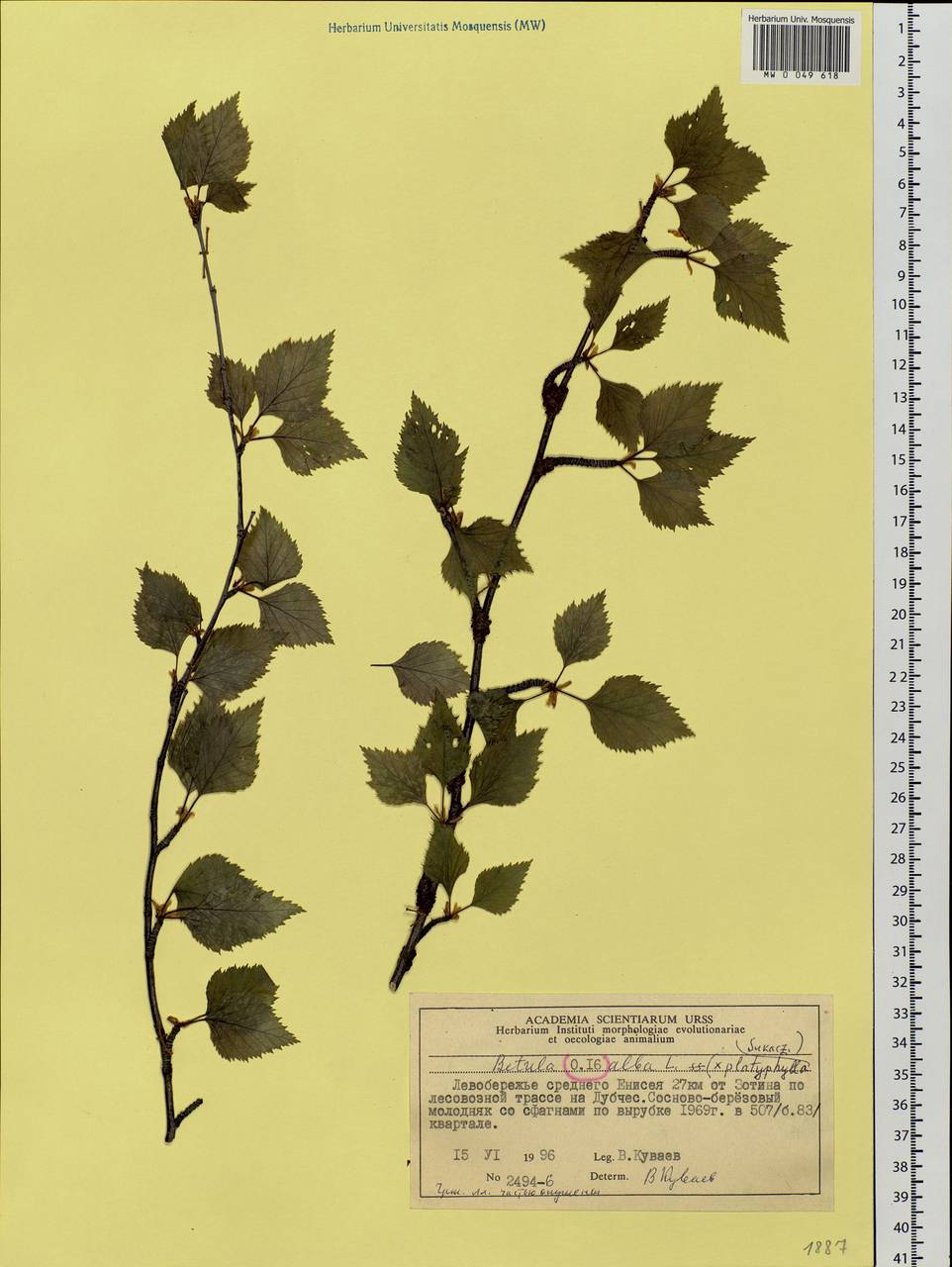 Betula pubescens Ehrh., Siberia, Central Siberia (S3) (Russia)