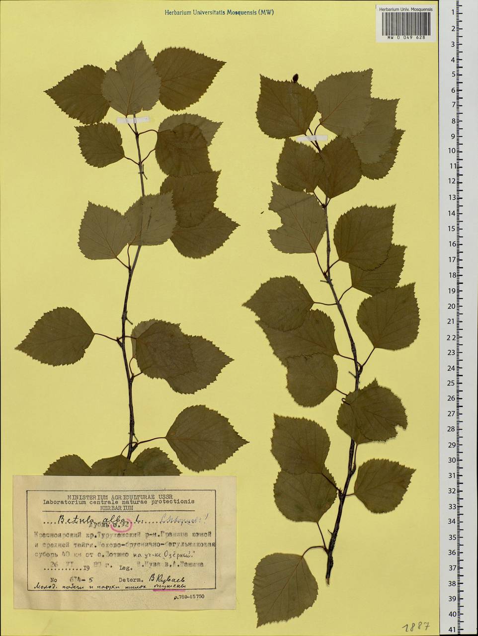 Betula pubescens Ehrh., Siberia, Central Siberia (S3) (Russia)