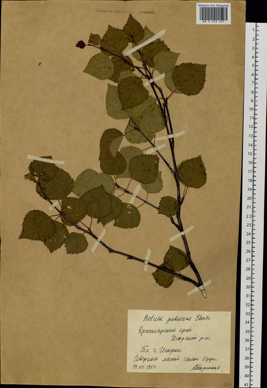 Betula pubescens Ehrh., Siberia, Central Siberia (S3) (Russia)