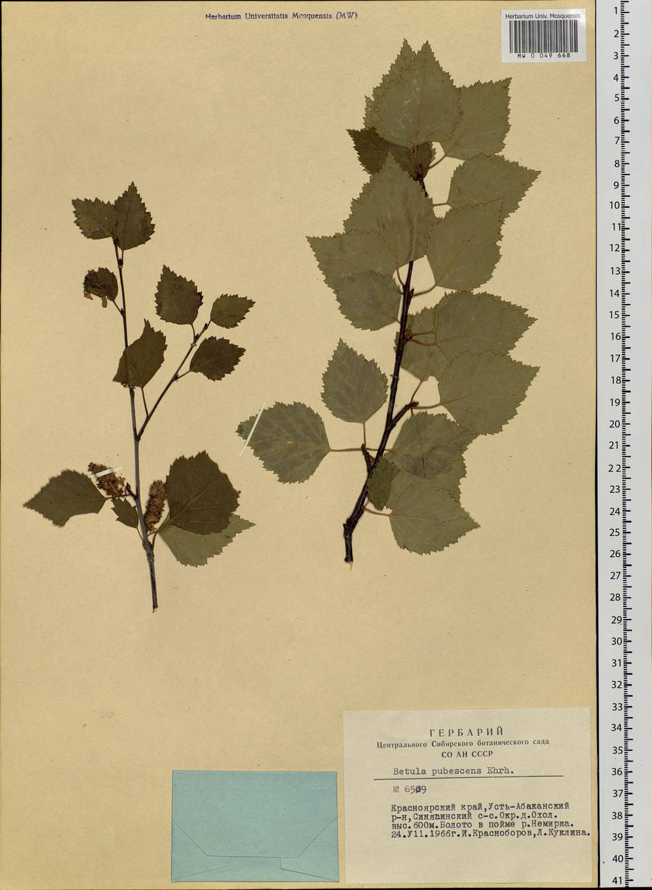 Betula pubescens Ehrh., Siberia, Altai & Sayany Mountains (S2) (Russia)