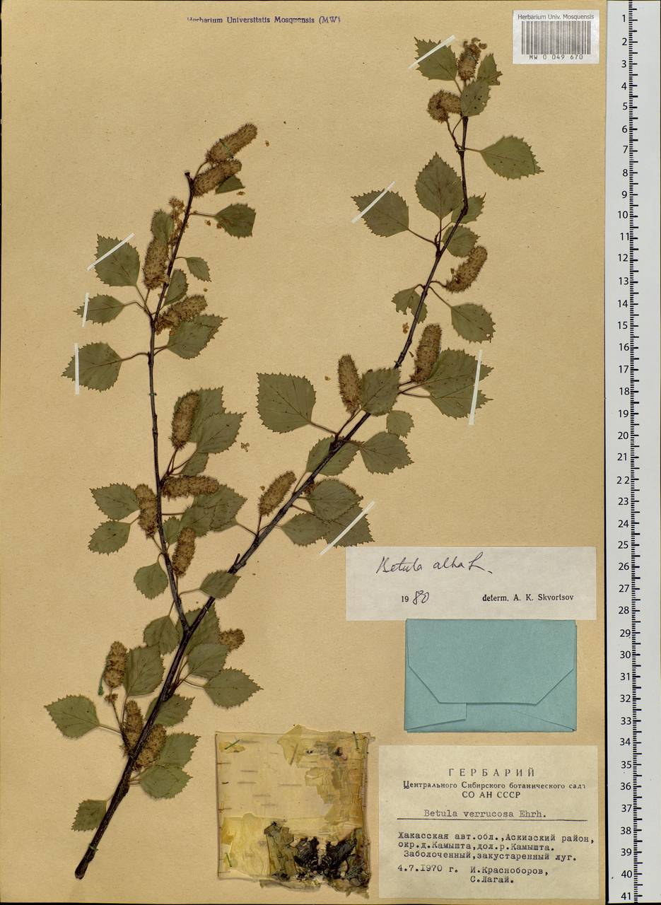 Betula pubescens Ehrh., Siberia, Altai & Sayany Mountains (S2) (Russia)