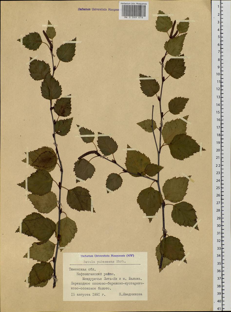 Betula pubescens Ehrh., Siberia, Western Siberia (S1) (Russia)