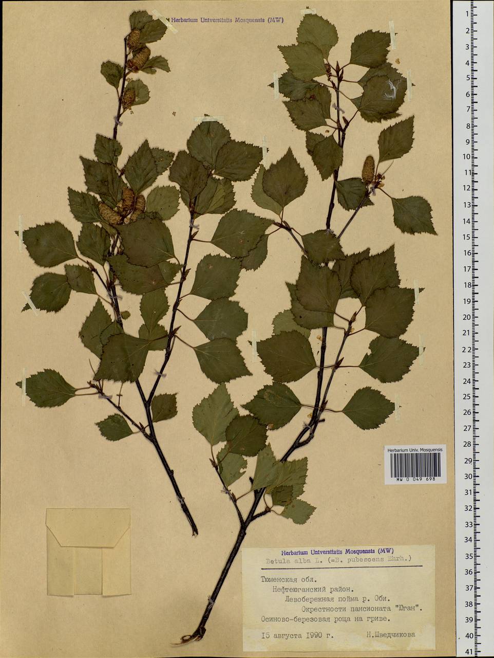 Betula pubescens Ehrh., Siberia, Western Siberia (S1) (Russia)