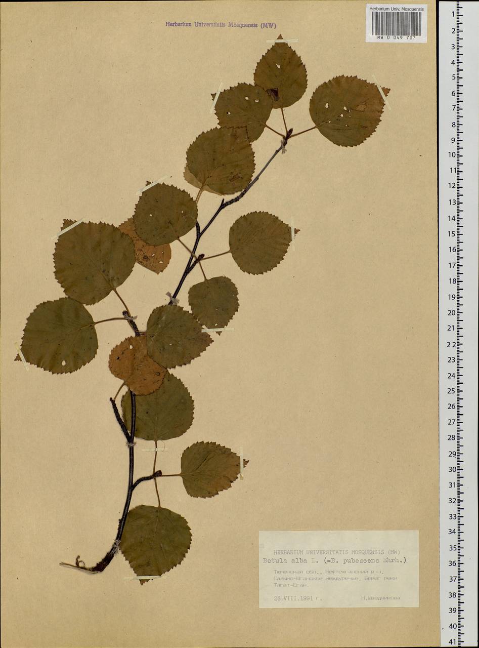 Betula pubescens Ehrh., Siberia, Western Siberia (S1) (Russia)