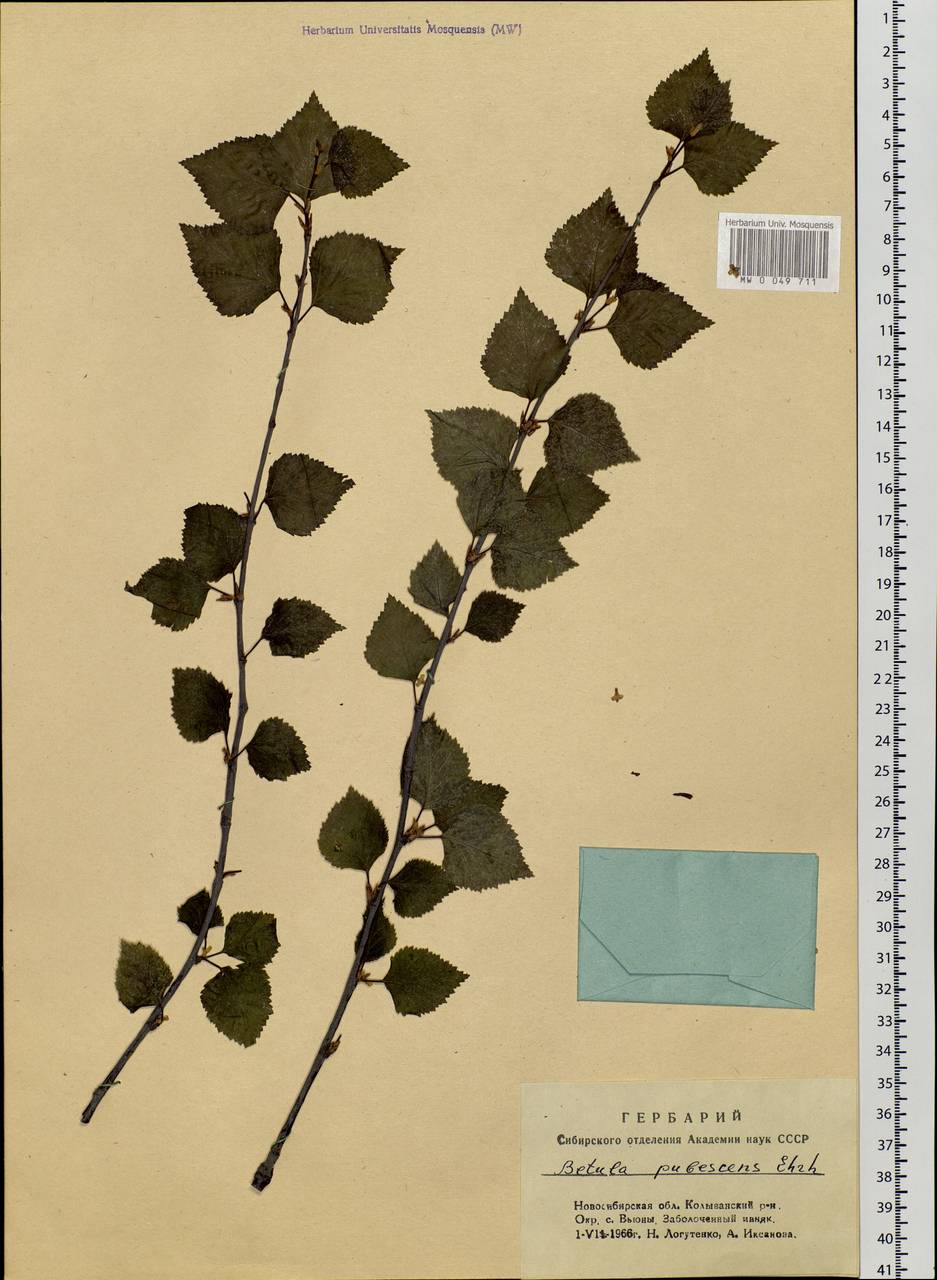 Betula pubescens Ehrh., Siberia, Western Siberia (S1) (Russia)