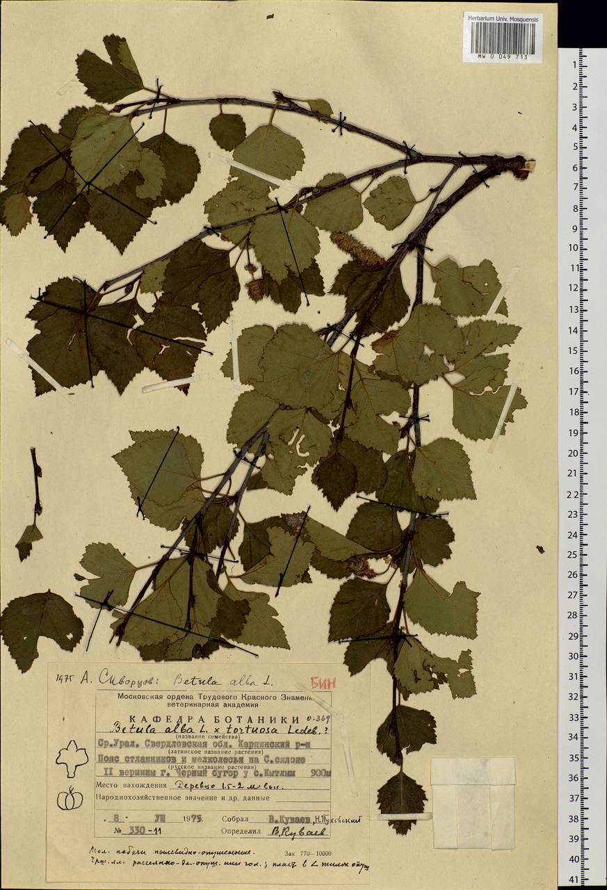 Betula pubescens Ehrh., Eastern Europe, Eastern region (E10) (Russia)