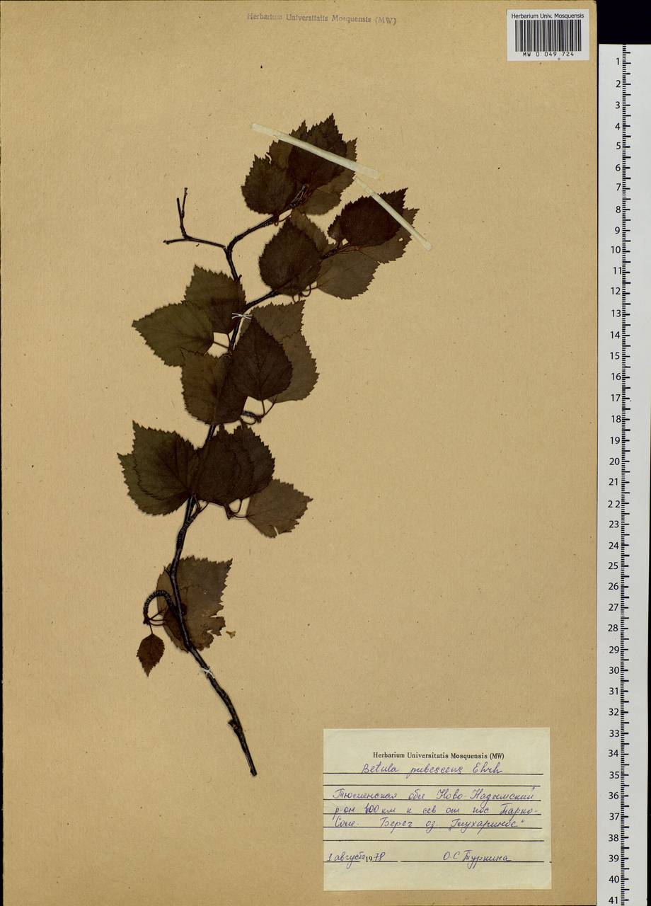 Betula pubescens Ehrh., Siberia, Western Siberia (S1) (Russia)