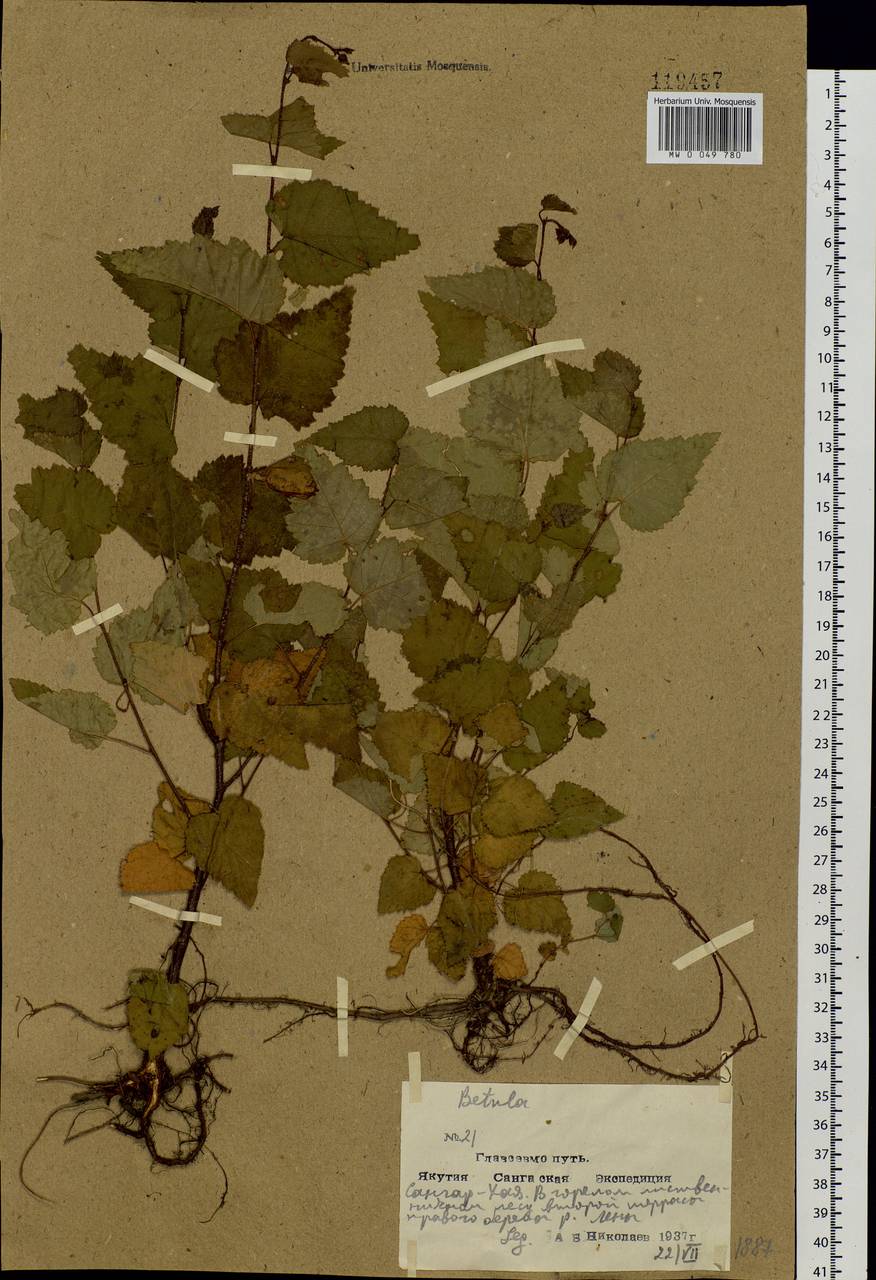 Betula, Siberia, Yakutia (S5) (Russia)