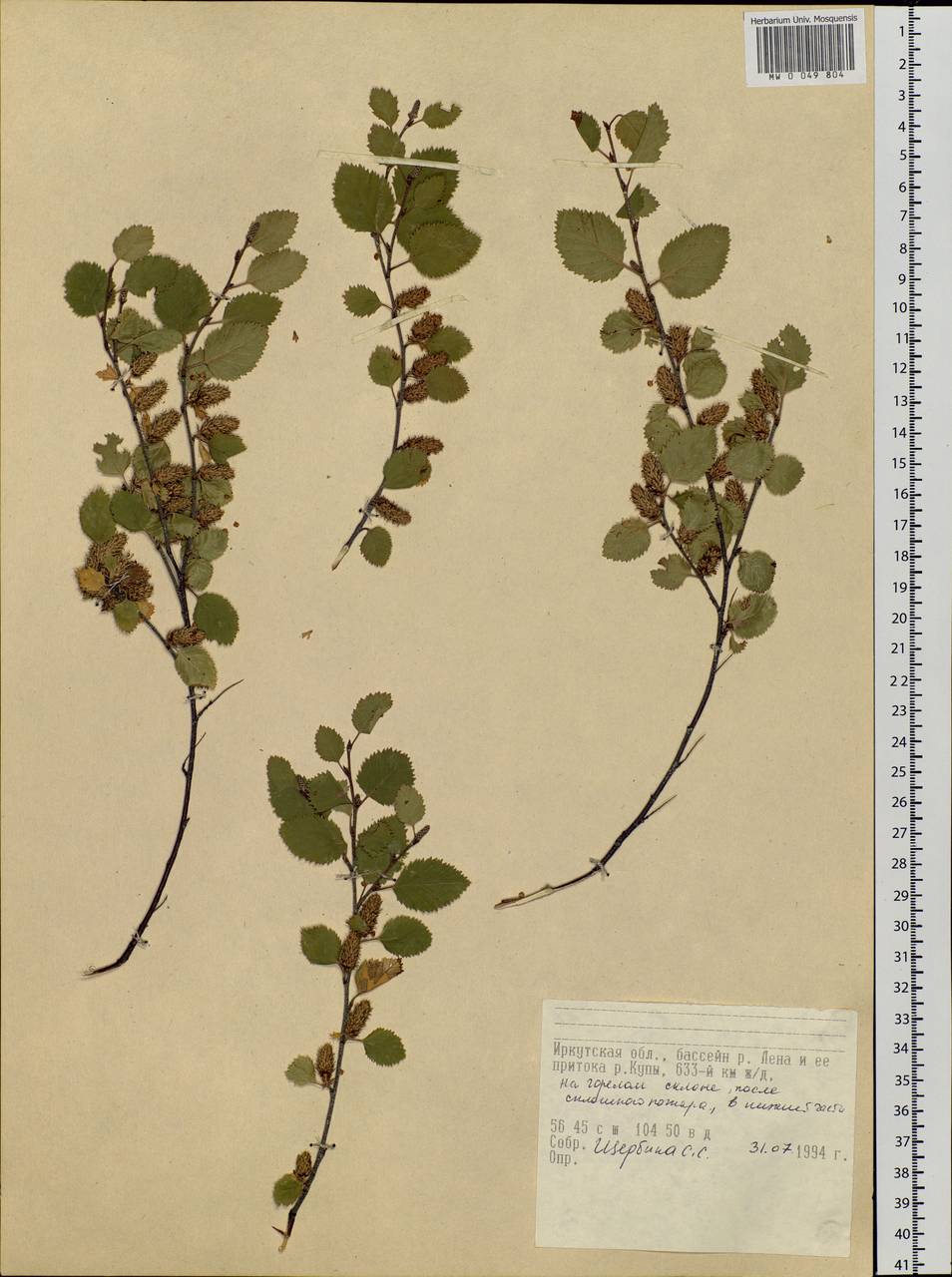 Betula, Siberia, Baikal & Transbaikal region (S4) (Russia)