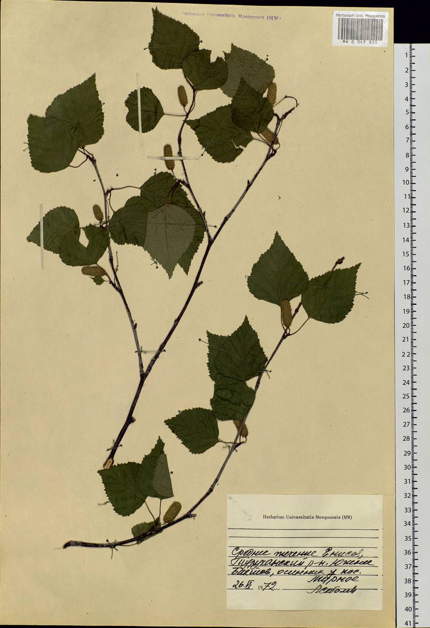 Betula, Siberia, Central Siberia (S3) (Russia)