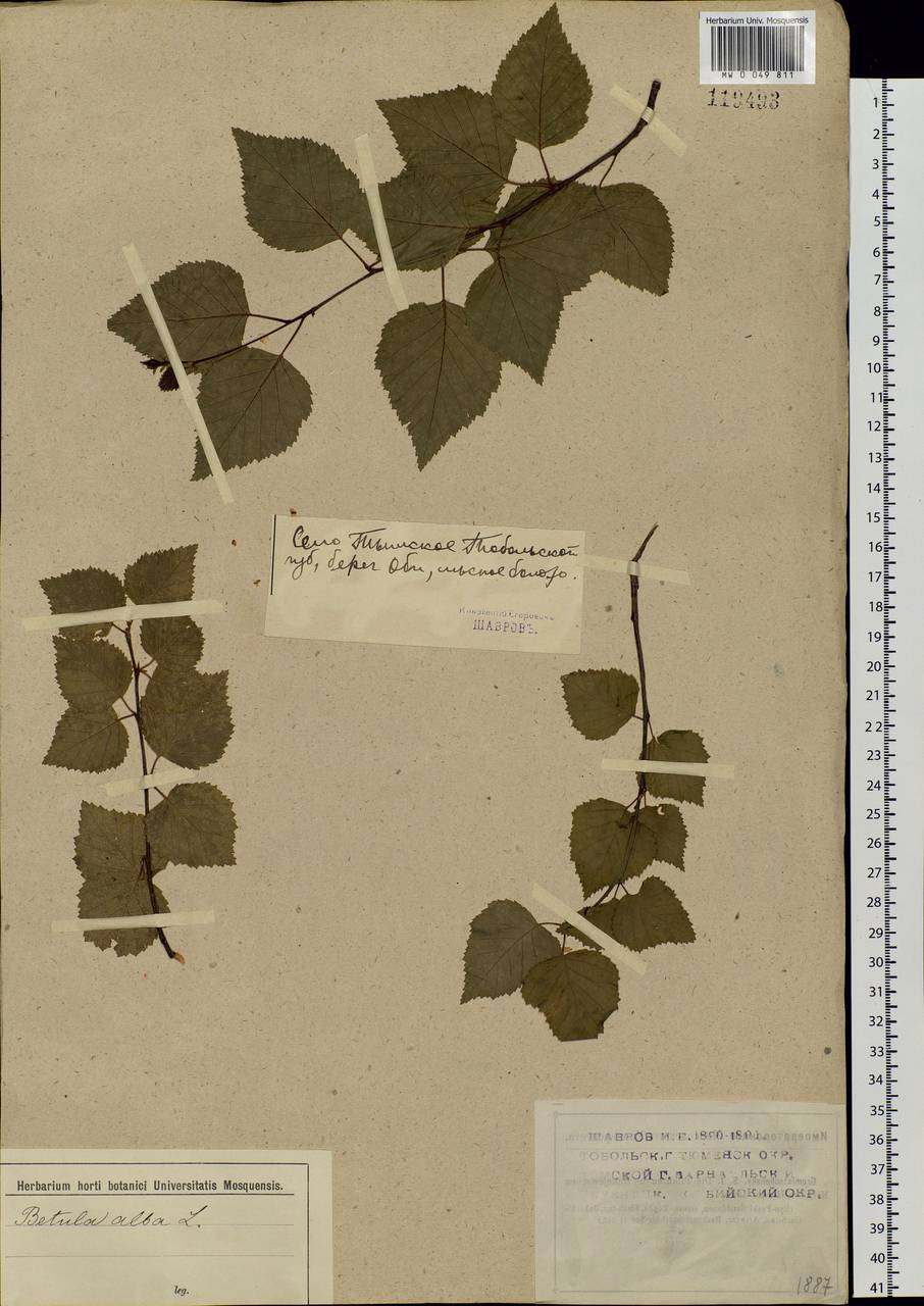 Betula, Siberia, Western Siberia (S1) (Russia)