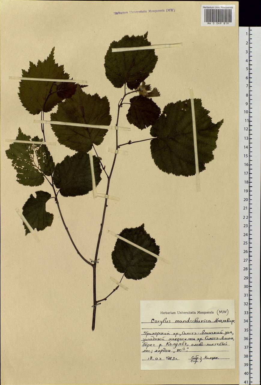 Corylus sieboldiana var. mandshurica (Maxim.) C.K.Schneid., Siberia, Russian Far East (S6) (Russia)