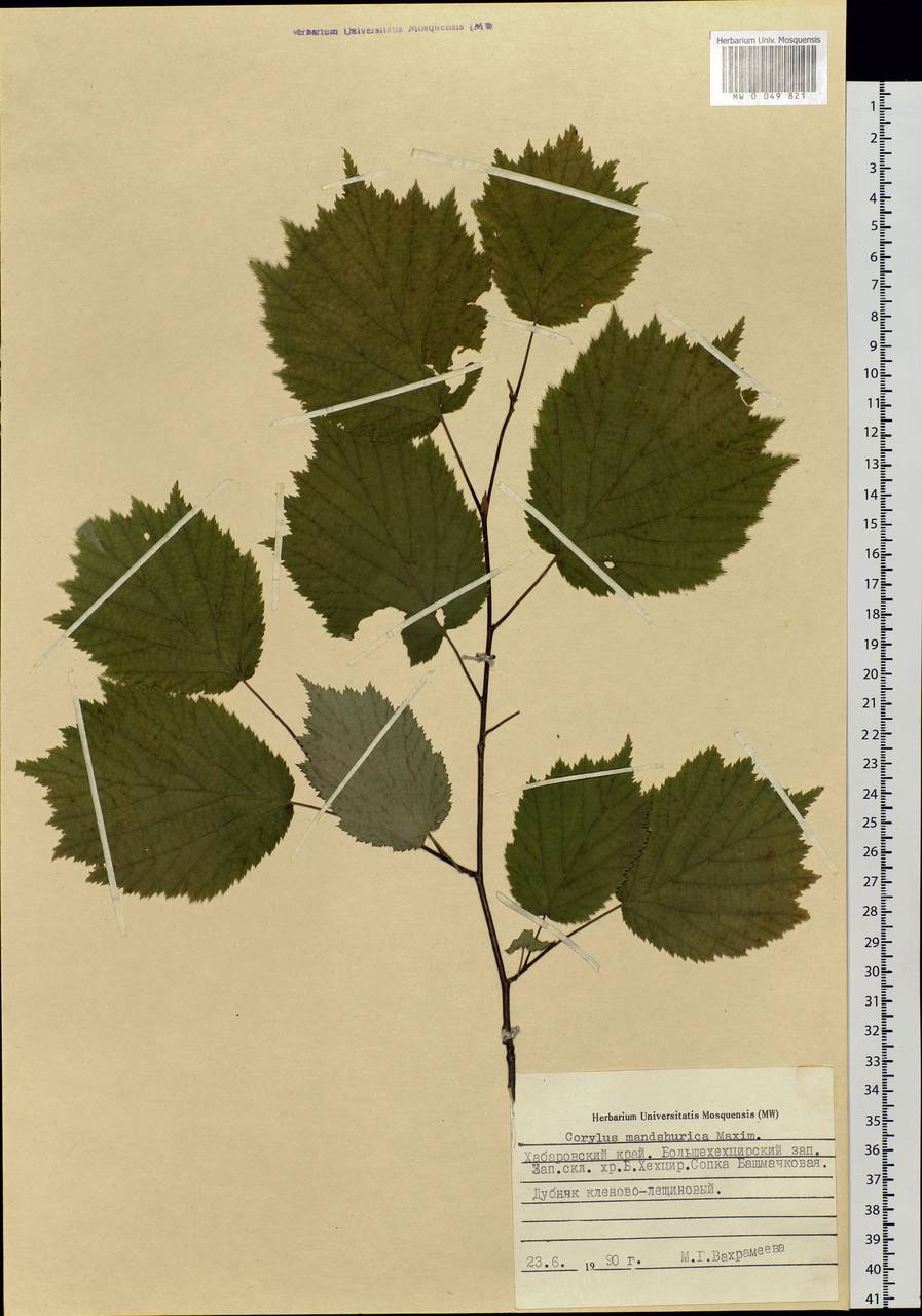 Corylus sieboldiana var. mandshurica (Maxim.) C.K.Schneid., Siberia, Russian Far East (S6) (Russia)