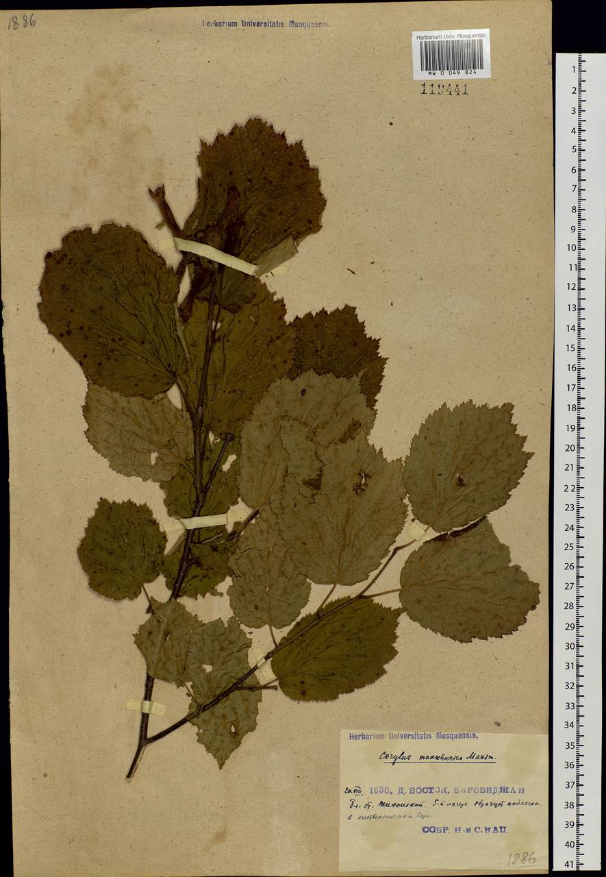 Corylus sieboldiana var. mandshurica (Maxim.) C.K.Schneid., Siberia, Russian Far East (S6) (Russia)