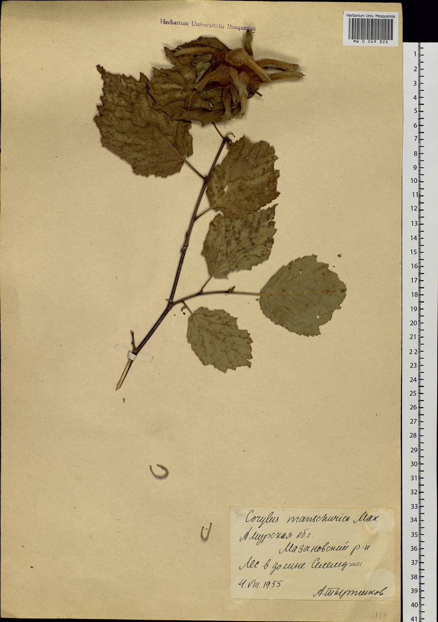 Corylus sieboldiana var. mandshurica (Maxim.) C.K.Schneid., Siberia, Russian Far East (S6) (Russia)