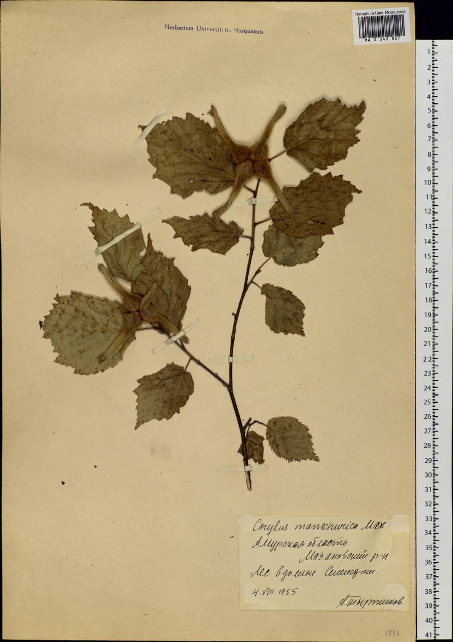 Corylus sieboldiana var. mandshurica (Maxim.) C.K.Schneid., Siberia, Russian Far East (S6) (Russia)