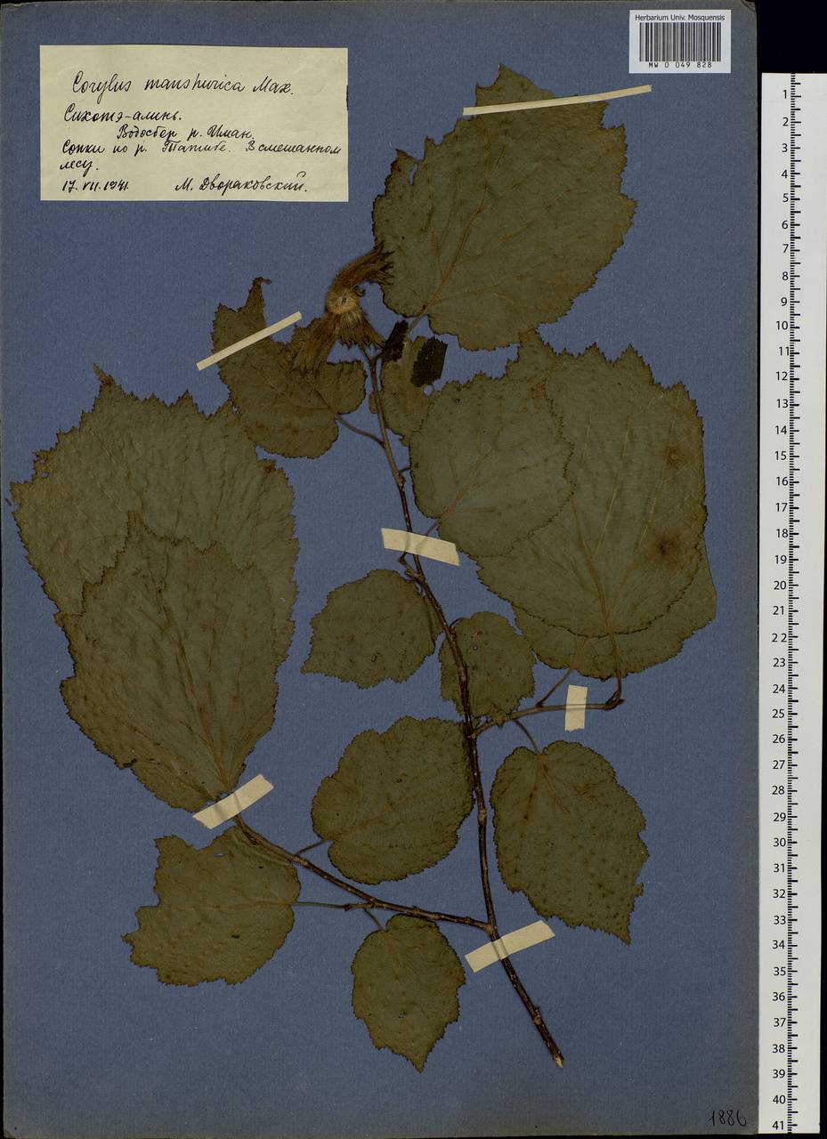 Corylus sieboldiana var. mandshurica (Maxim.) C.K.Schneid., Siberia, Russian Far East (S6) (Russia)